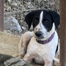 CHARLIE, Hund, Mischlingshund in Türkei - Bild 4