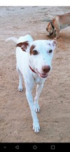 HARDY, Hund, Podenco in Spanien - Bild 4