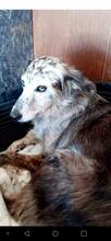 ARLINA, Hund, Border Collie-Mix in Spanien - Bild 11