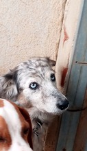 ARLINA, Hund, Border Collie-Mix in Spanien - Bild 4