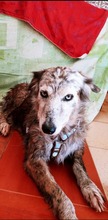 ARLINA, Hund, Border Collie-Mix in Spanien - Bild 5