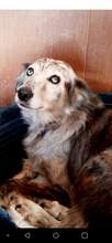 ARLINA, Hund, Border Collie-Mix in Spanien - Bild 9