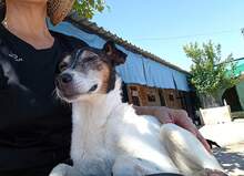 OTTO, Hund, Ratero Andaluz in Spanien - Bild 2