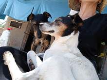 OTTO, Hund, Ratero Andaluz in Spanien - Bild 3