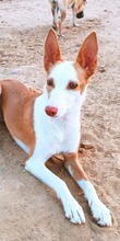 SHIRLEY, Hund, Podenco Andaluz in Spanien - Bild 1