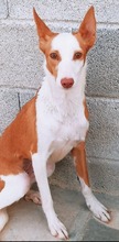 SHIRLEY, Hund, Podenco Andaluz in Spanien - Bild 2