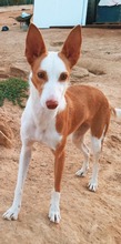 SHIRLEY, Hund, Podenco Andaluz in Spanien - Bild 3