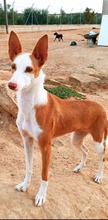 SHIRLEY, Hund, Podenco Andaluz in Spanien - Bild 4