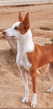 SHIRLEY, Hund, Podenco Andaluz in Spanien - Bild 5