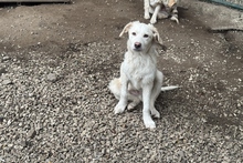 ODIN, Hund, Maremmano-Mix in Italien - Bild 2