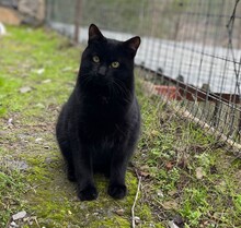 KYRO, Katze, Hauskatze in Dortmund - Bild 1
