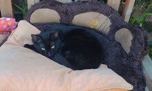 KYRO, Katze, Hauskatze in Dortmund - Bild 2