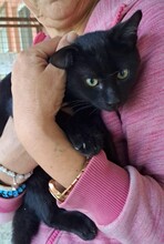 KYRO, Katze, Hauskatze in Dortmund - Bild 3