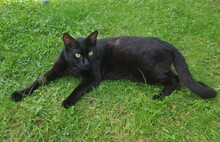 KYRO, Katze, Hauskatze in Dortmund - Bild 4