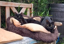 KYRO, Katze, Hauskatze in Dortmund - Bild 5