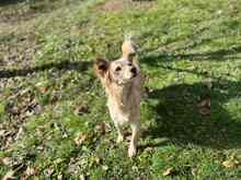 FLORENCE, Hund, Mischlingshund in Rumänien - Bild 5