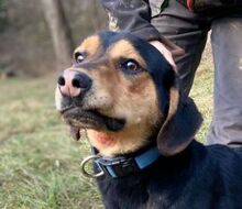 LARRY, Hund, Mischlingshund in Slowakische Republik - Bild 1