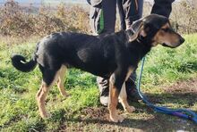 LARRY, Hund, Mischlingshund in Slowakische Republik - Bild 11