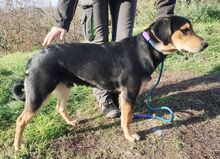 LARRY, Hund, Mischlingshund in Slowakische Republik - Bild 13