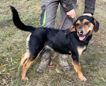 LARRY, Hund, Mischlingshund in Slowakische Republik - Bild 2