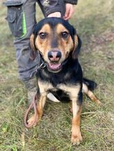 LARRY, Hund, Mischlingshund in Slowakische Republik - Bild 3