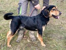 LARRY, Hund, Mischlingshund in Slowakische Republik - Bild 4