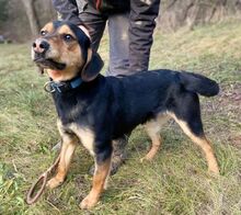 LARRY, Hund, Mischlingshund in Slowakische Republik - Bild 6