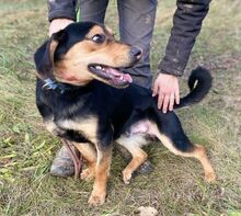 LARRY, Hund, Mischlingshund in Slowakische Republik - Bild 7