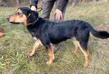 LARRY, Hund, Mischlingshund in Slowakische Republik - Bild 9