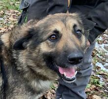 BABORKA, Hund, Deutscher Schäferhund-Mix in Slowakische Republik - Bild 1