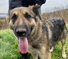 BABORKA, Hund, Deutscher Schäferhund-Mix in Slowakische Republik - Bild 10