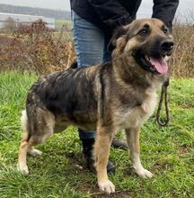 BABORKA, Hund, Deutscher Schäferhund-Mix in Slowakische Republik - Bild 11