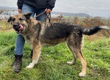 BABORKA, Hund, Deutscher Schäferhund-Mix in Slowakische Republik - Bild 12