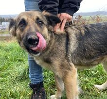 BABORKA, Hund, Deutscher Schäferhund-Mix in Slowakische Republik - Bild 13