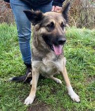 BABORKA, Hund, Deutscher Schäferhund-Mix in Slowakische Republik - Bild 14