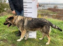 BABORKA, Hund, Deutscher Schäferhund-Mix in Slowakische Republik - Bild 15