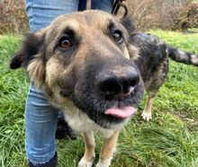 BABORKA, Hund, Deutscher Schäferhund-Mix in Slowakische Republik - Bild 16