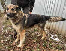 BABORKA, Hund, Deutscher Schäferhund-Mix in Slowakische Republik - Bild 3