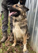 BABORKA, Hund, Deutscher Schäferhund-Mix in Slowakische Republik - Bild 4