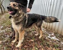 BABORKA, Hund, Deutscher Schäferhund-Mix in Slowakische Republik - Bild 5