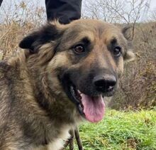 BABORKA, Hund, Deutscher Schäferhund-Mix in Slowakische Republik - Bild 7