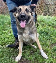 BABORKA, Hund, Deutscher Schäferhund-Mix in Slowakische Republik - Bild 8