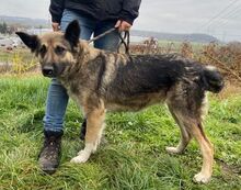 BABORKA, Hund, Deutscher Schäferhund-Mix in Slowakische Republik - Bild 9