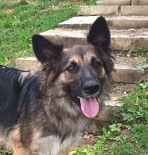 BABORKA, Hund, Deutscher Schäferhund-Mix in Hof