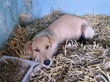 ROXY, Hund, Mischlingshund in Rumänien - Bild 2