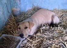 ROXY, Hund, Mischlingshund in Rumänien - Bild 3