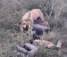 ROXY, Hund, Mischlingshund in Rumänien - Bild 4