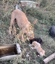 ROXY, Hund, Mischlingshund in Rumänien - Bild 5