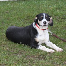 LUNA, Hund, Mischlingshund in Warder - Bild 2