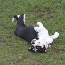 LUNA, Hund, Mischlingshund in Warder - Bild 3